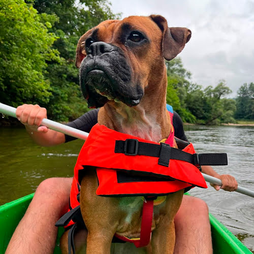 Perro boxer bajando el Sella en canoa