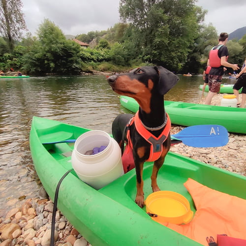 Perro dóberman en canoa parada en el río Sella cerca de Arriondas